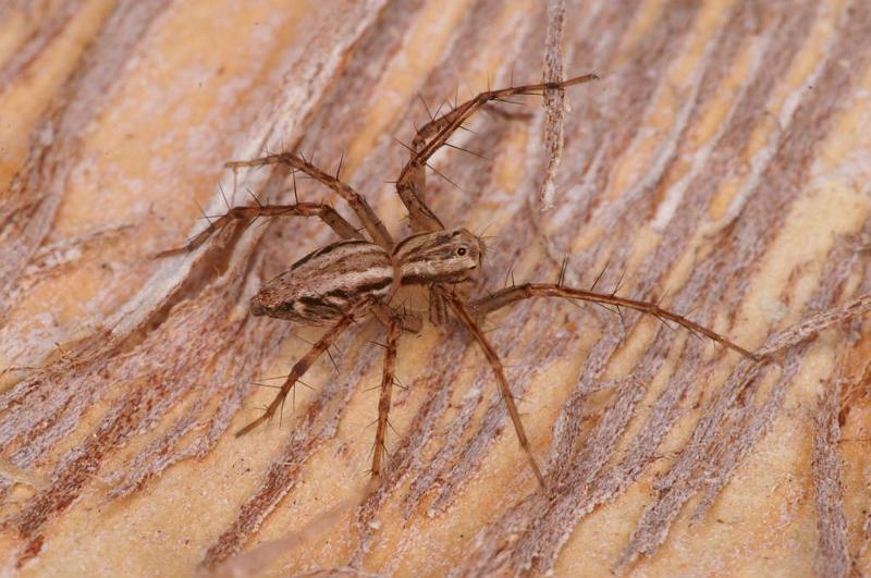 Oxyopes_elegans_D7977_Z_89_North Stradbroke island_Australie.jpg